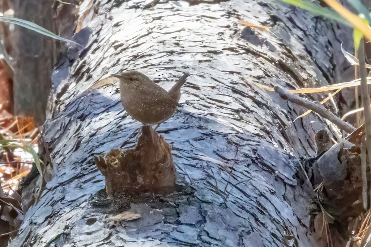 Winter Wren - ML612859092