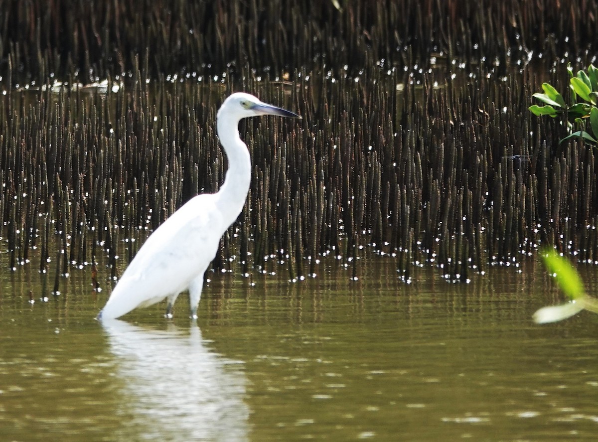 Little Blue Heron - Diane Stinson