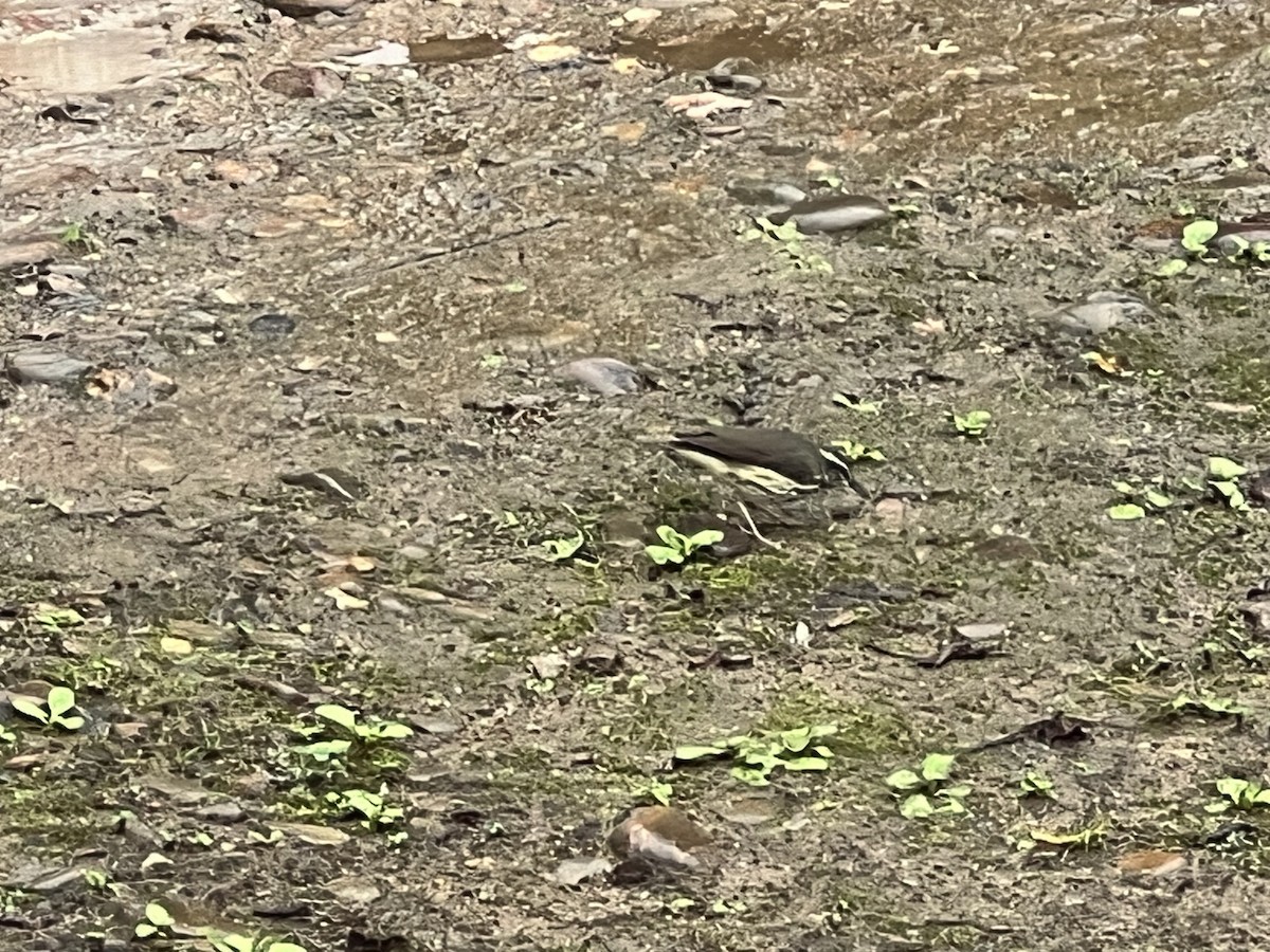 Louisiana Waterthrush - Andy Bahadur