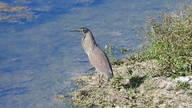 Bare-throated Tiger-Heron - ML612859221