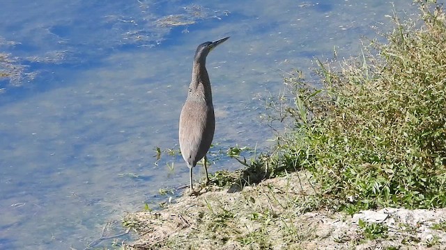 Bare-throated Tiger-Heron - ML612859222