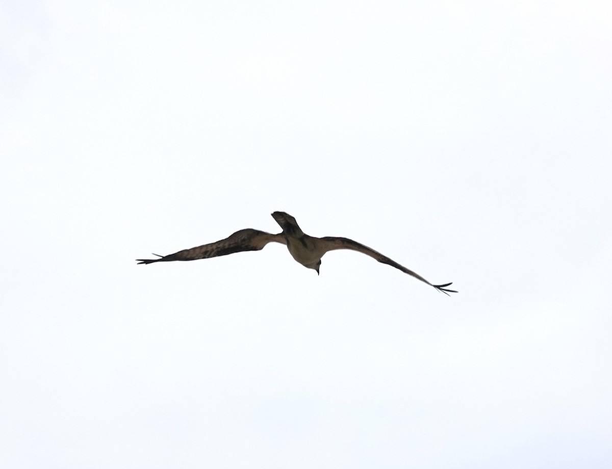 Brown Booby - ML612859238