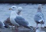 Iceland Gull - ML612859240