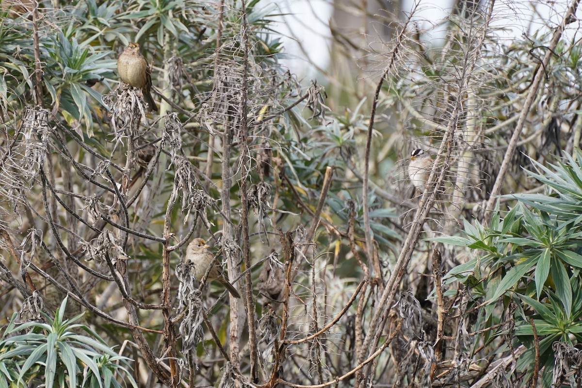 Golden-crowned Sparrow - Amber Zertuche