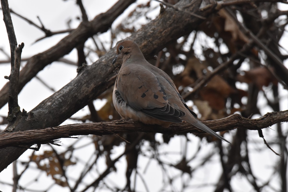 Mourning Dove - ML612859468