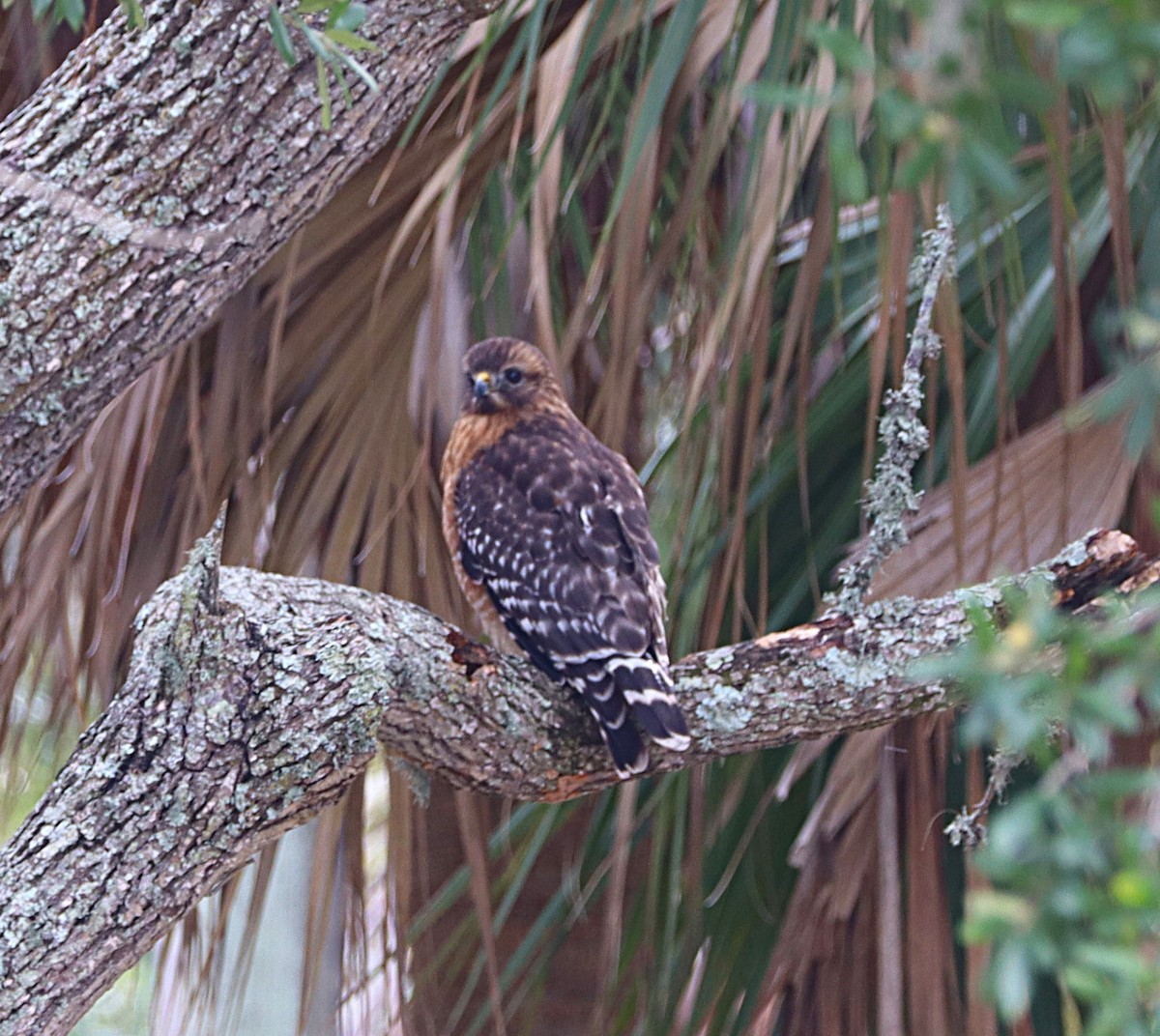 Red-shouldered Hawk - ML612859482