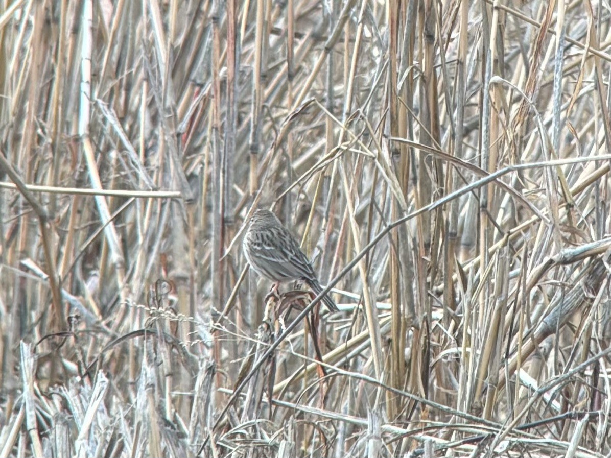 Vesper Sparrow - ML612859491