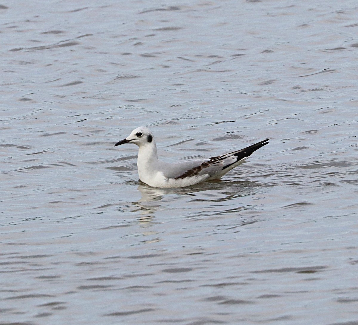 Bonaparte's Gull - ML612859501