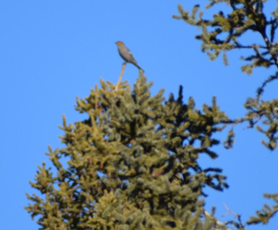 Нарсны шүршүү - ML612859599