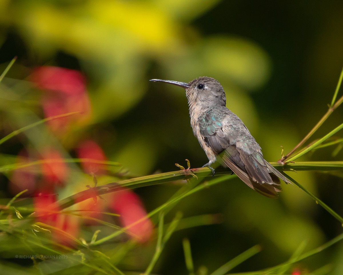 Buffy Hummingbird - Richard Lakhan
