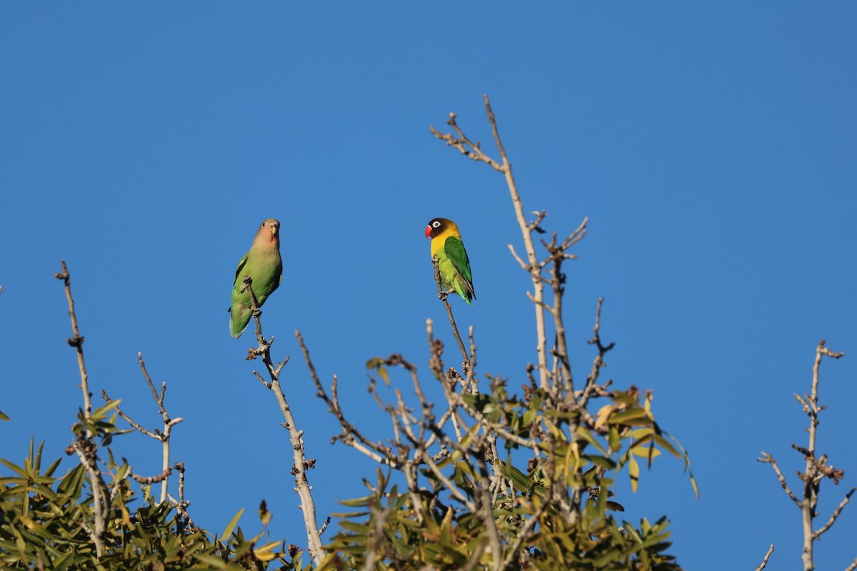 Yellow-collared Lovebird - ML612859712