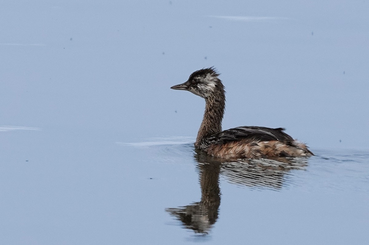 White-tufted Grebe - David Factor