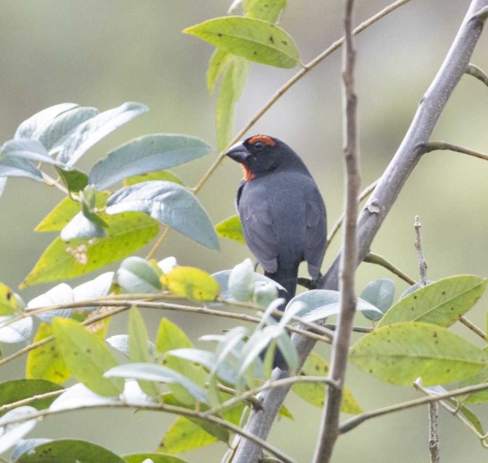 Greater Antillean Bullfinch - ML612859786