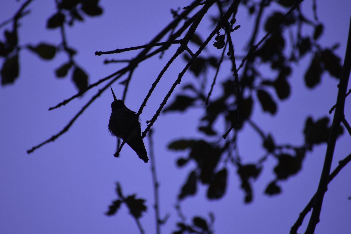 Anna's Hummingbird - ML612859800