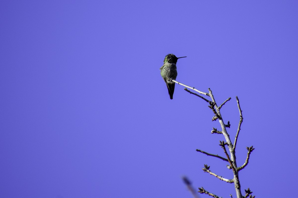 Anna's Hummingbird - ML612859801