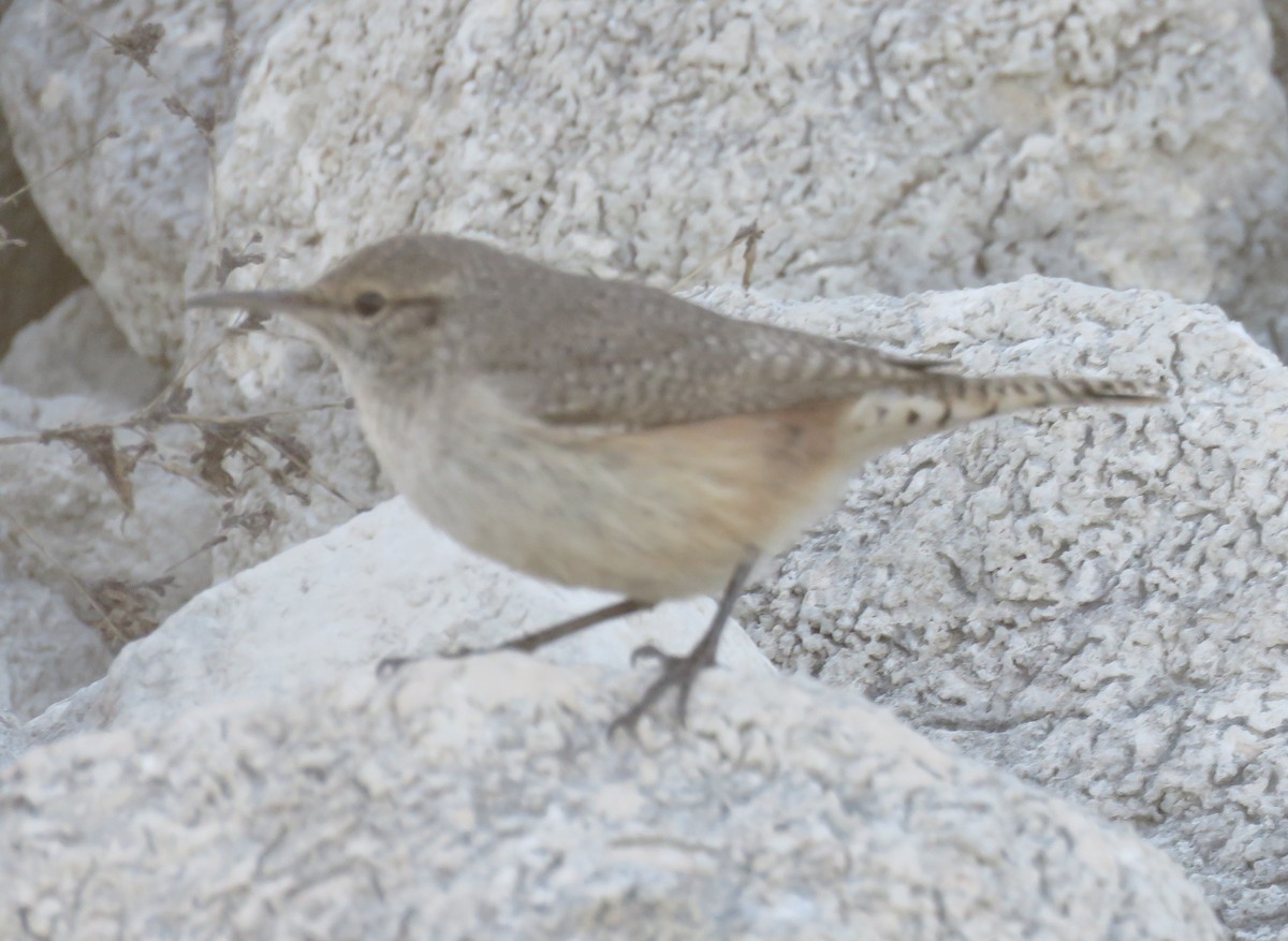 Rock Wren - ML612859832