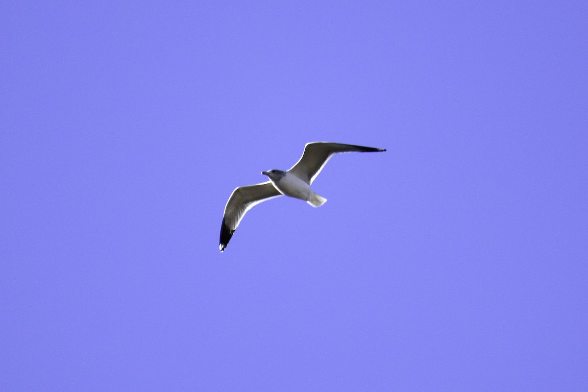 gull sp. - ML612859852