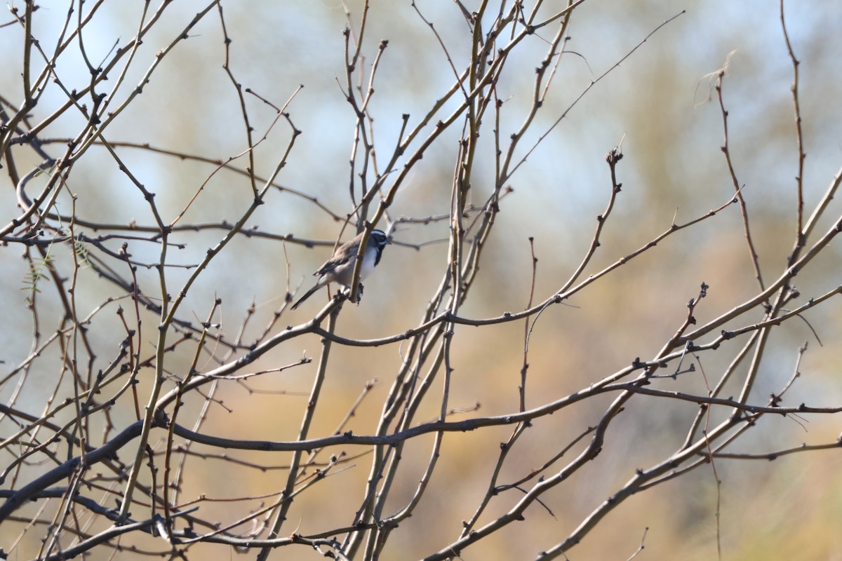 Black-throated Sparrow - Tracey Chan