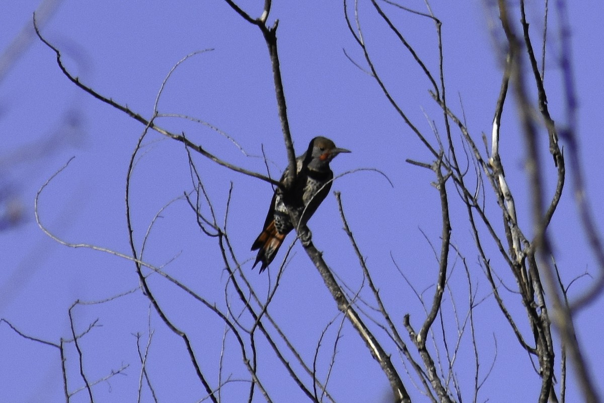 Northern Flicker (Red-shafted) - ML612859873