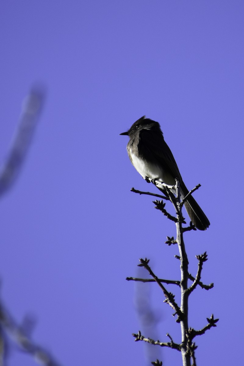 Black Phoebe - ML612859894
