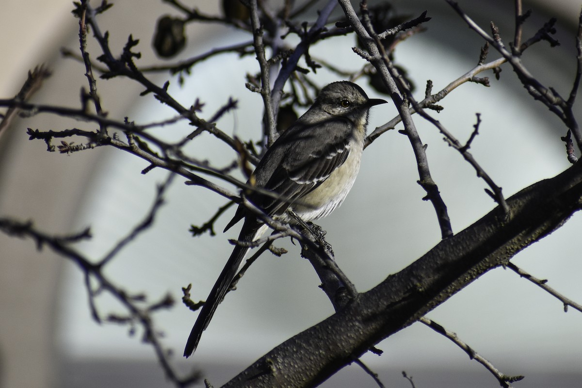 Northern Mockingbird - ML612859929