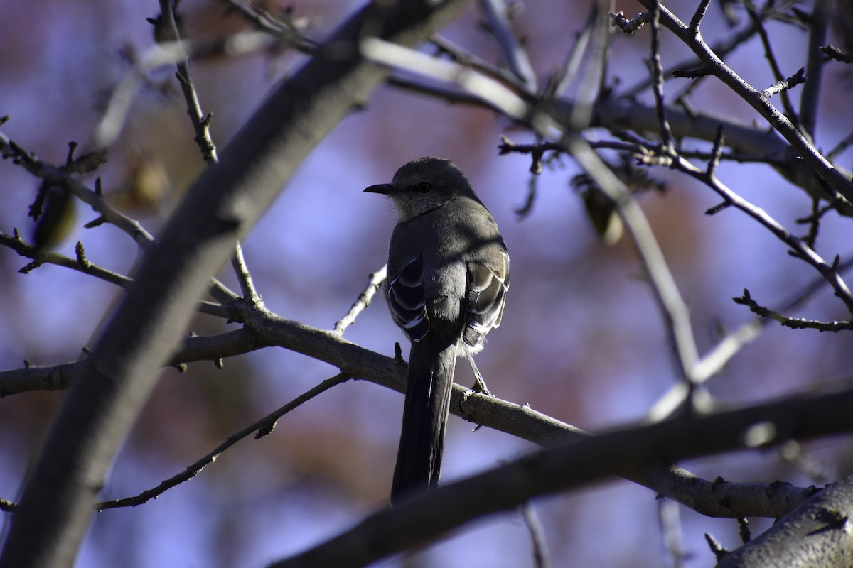 Northern Mockingbird - ML612859931