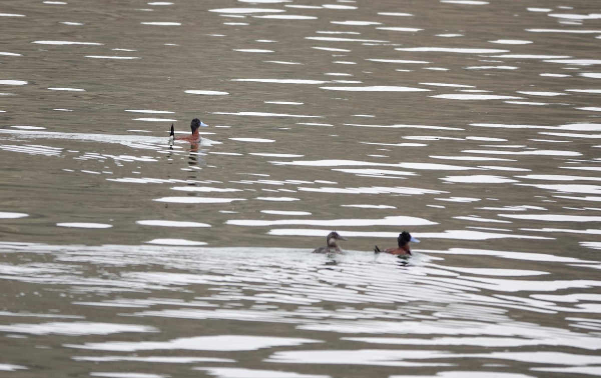 Andean Duck - ML612859933