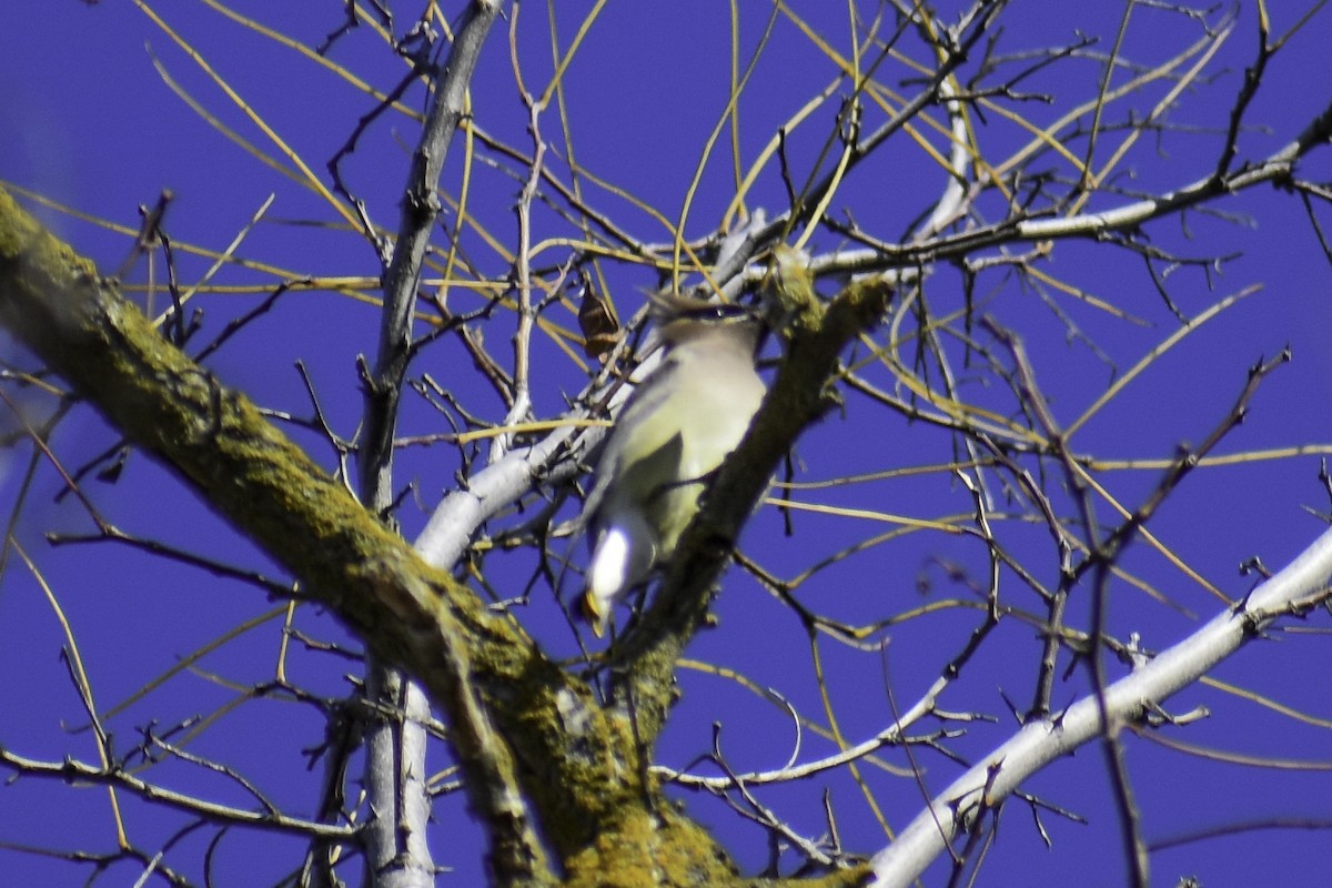 Cedar Waxwing - ML612859981