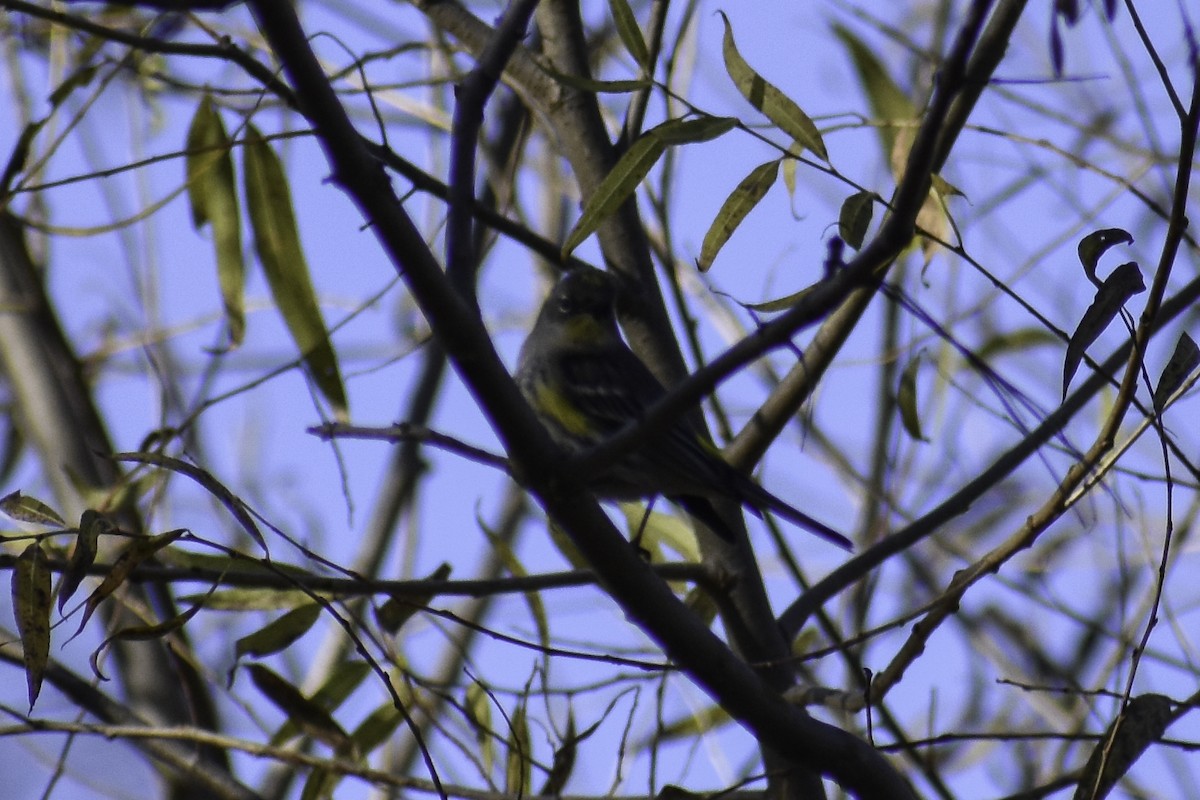 Yellow-rumped Warbler - ML612859999