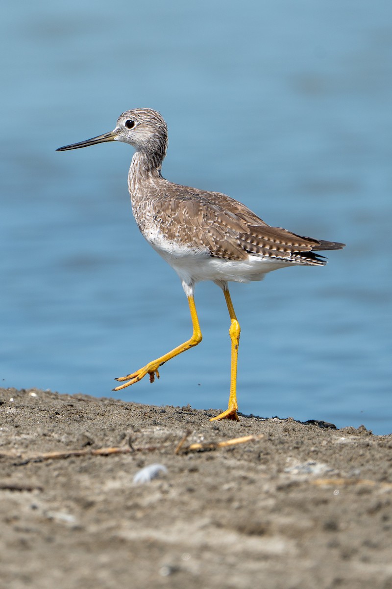 Greater Yellowlegs - ML612860003