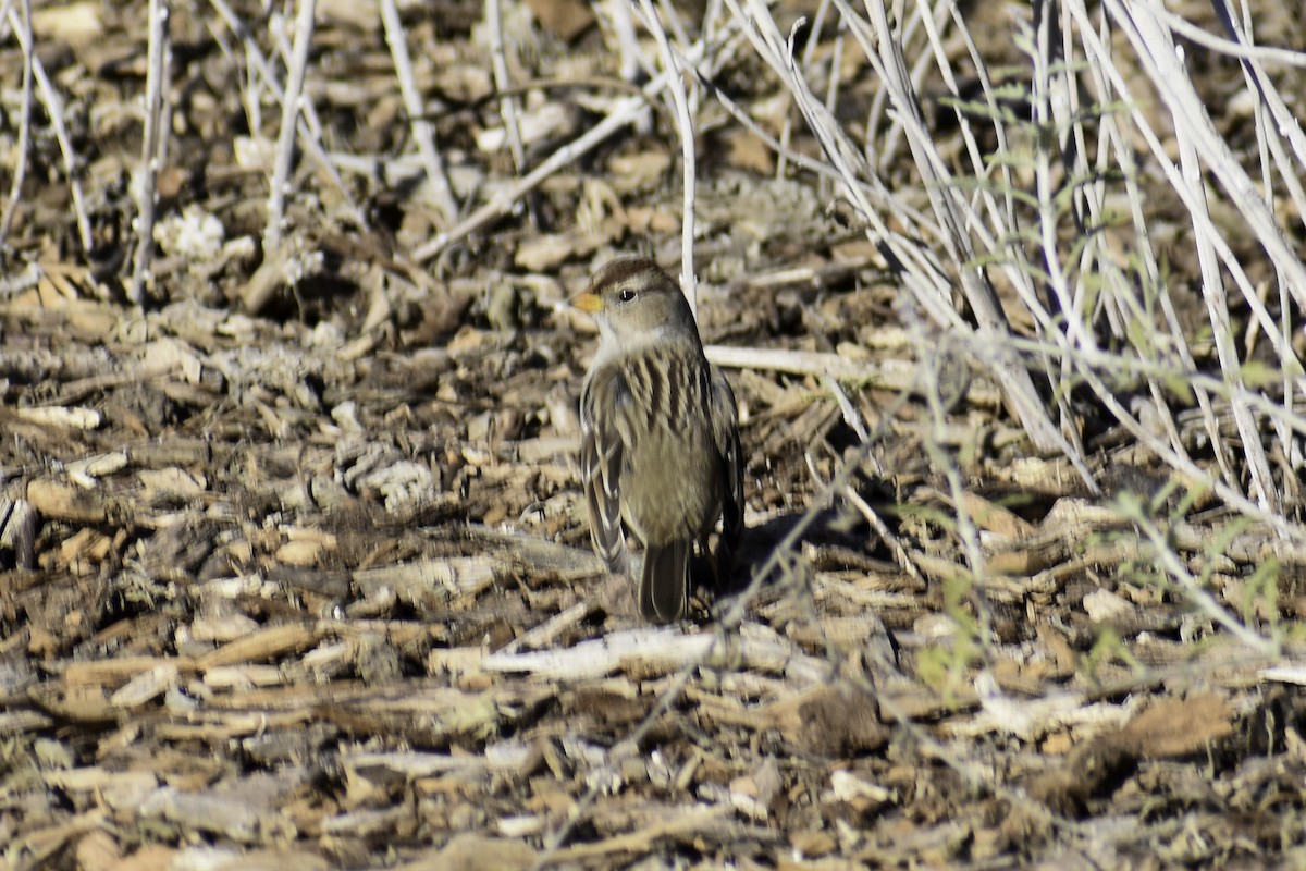 White-crowned Sparrow - ML612860022