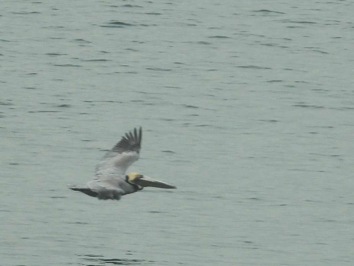 Brown Pelican - ML612860047