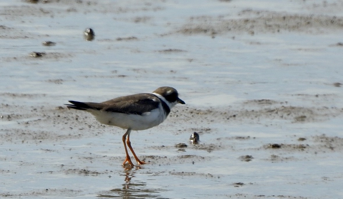 Semipalmated Plover - ML612860141