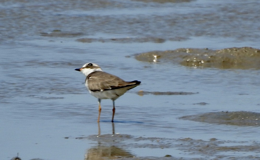 Semipalmated Plover - ML612860142