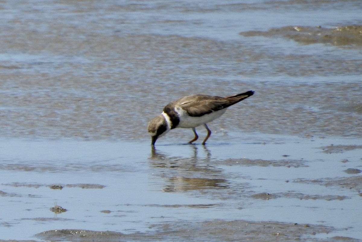 Semipalmated Plover - ML612860143