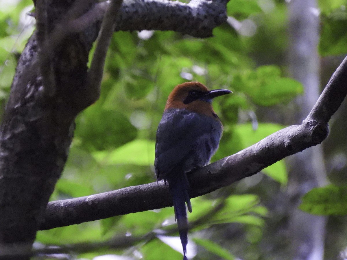 Broad-billed Motmot - ML612860154