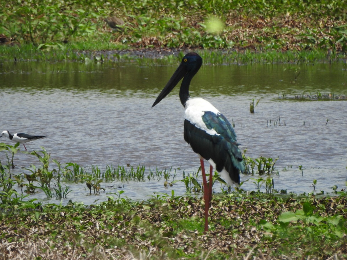 Black-necked Stork - ML612860211