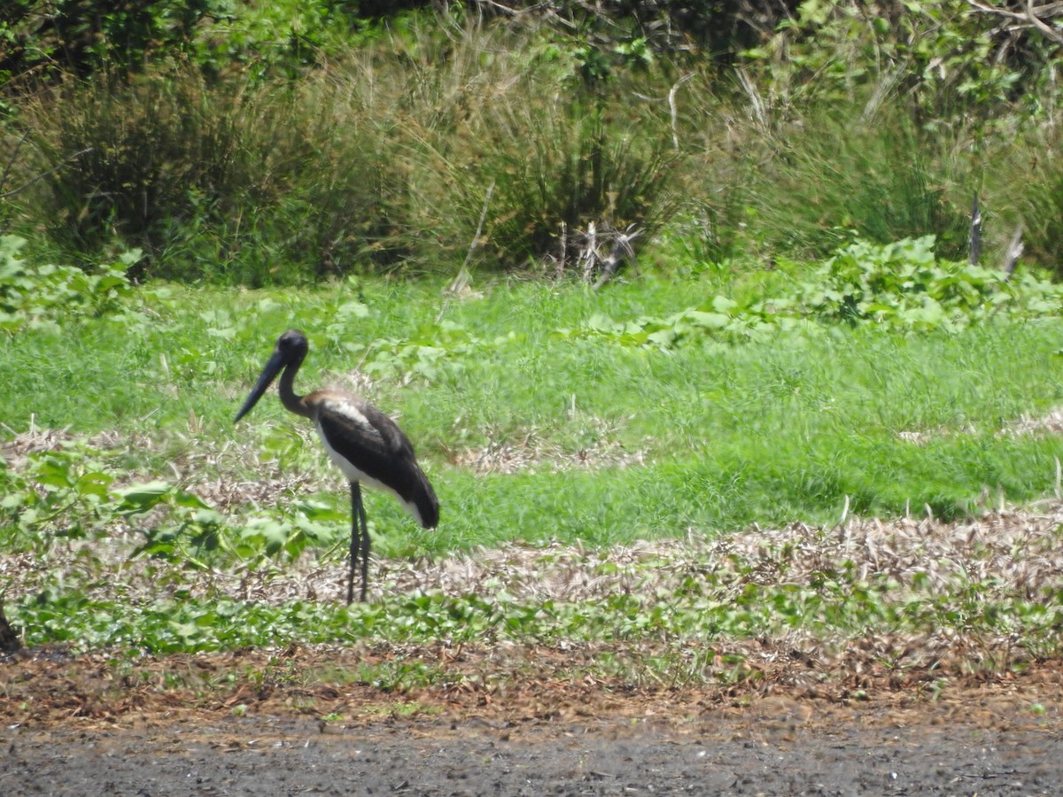 Black-necked Stork - ML612860212