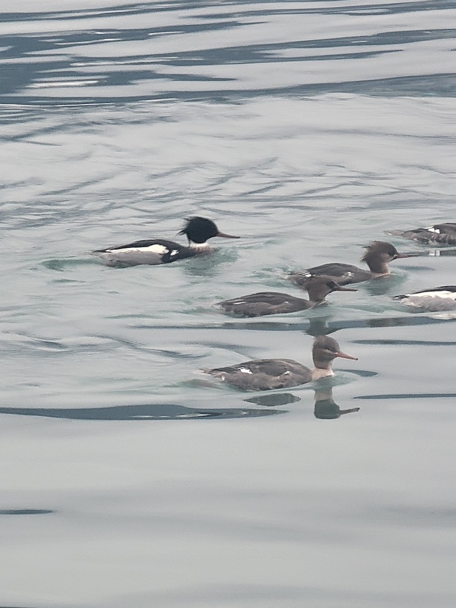 Red-breasted Merganser - ML612860243