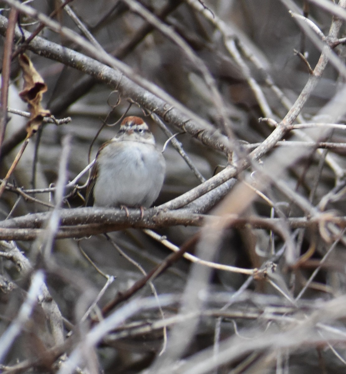 Chipping Sparrow - ML612860246