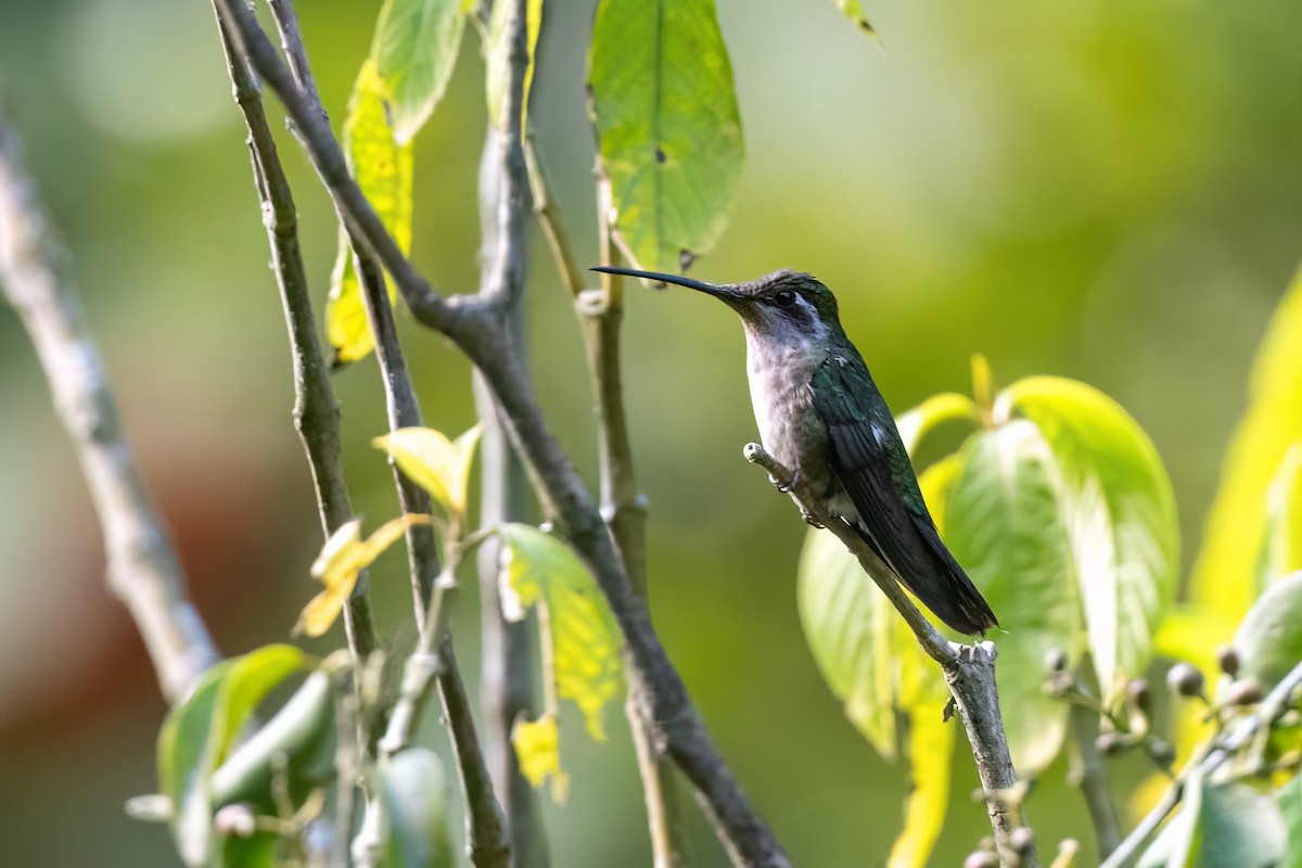 Rivoli's Hummingbird - ML612860257