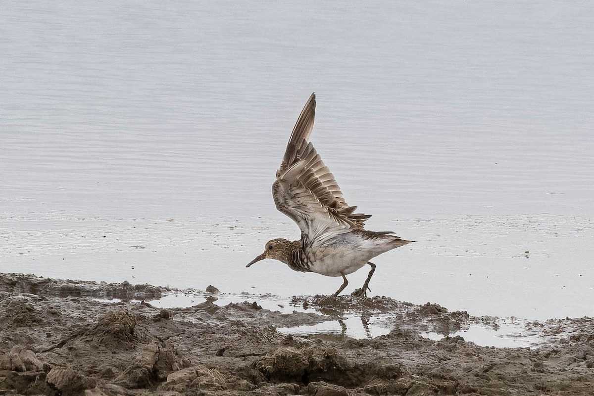 Pectoral Sandpiper - Hans Wohlmuth