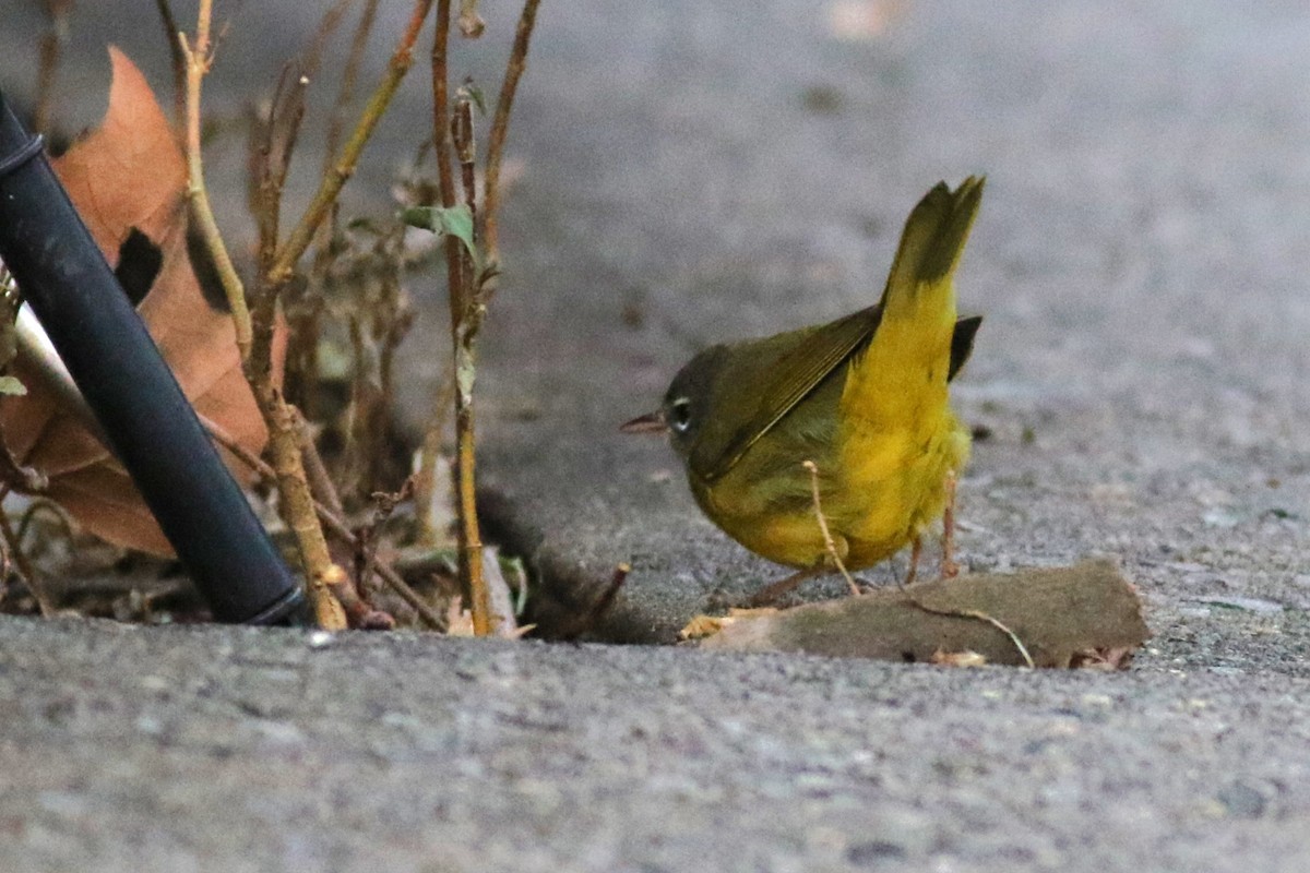 MacGillivray's Warbler - 🦉Richard Aracil🦅