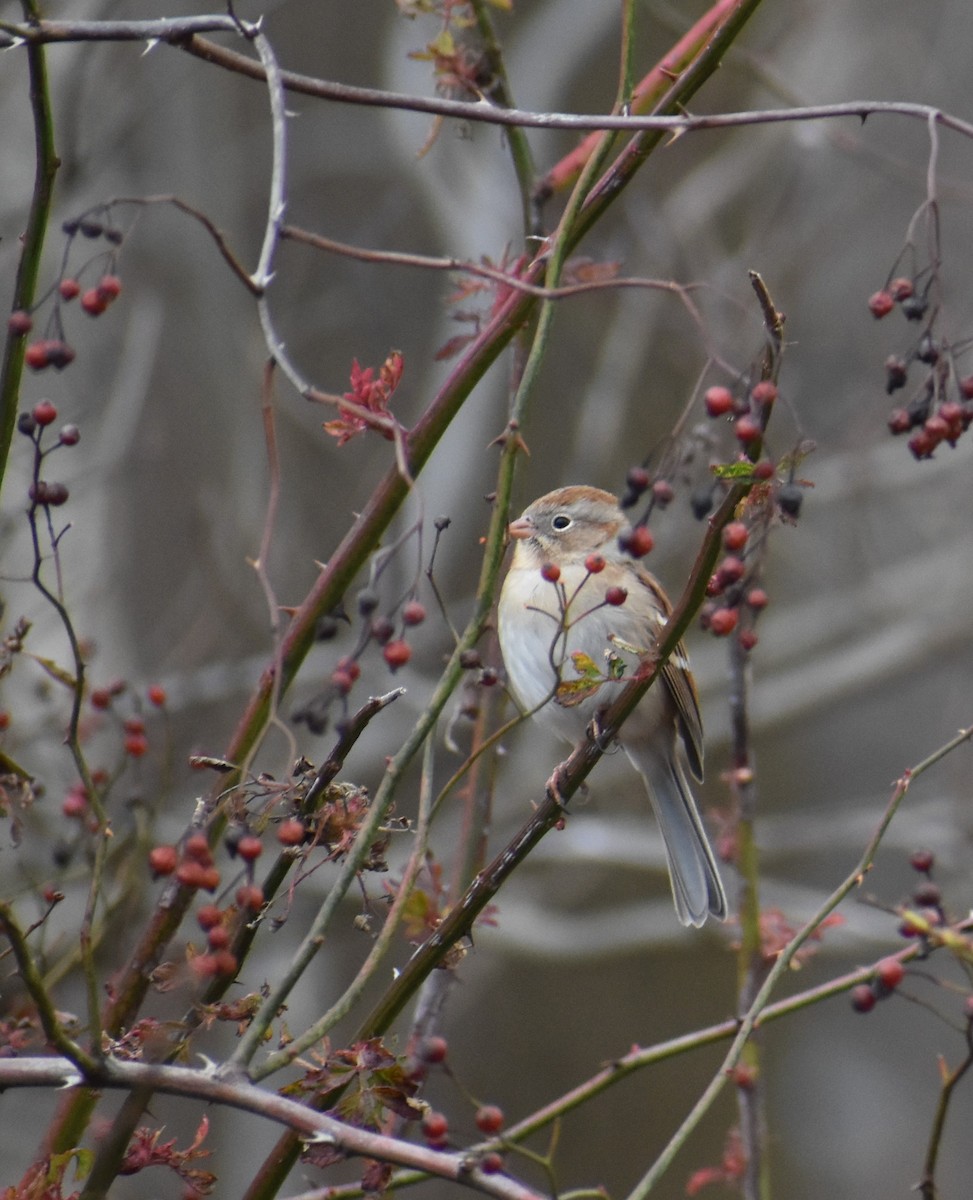 Field Sparrow - ML612860293