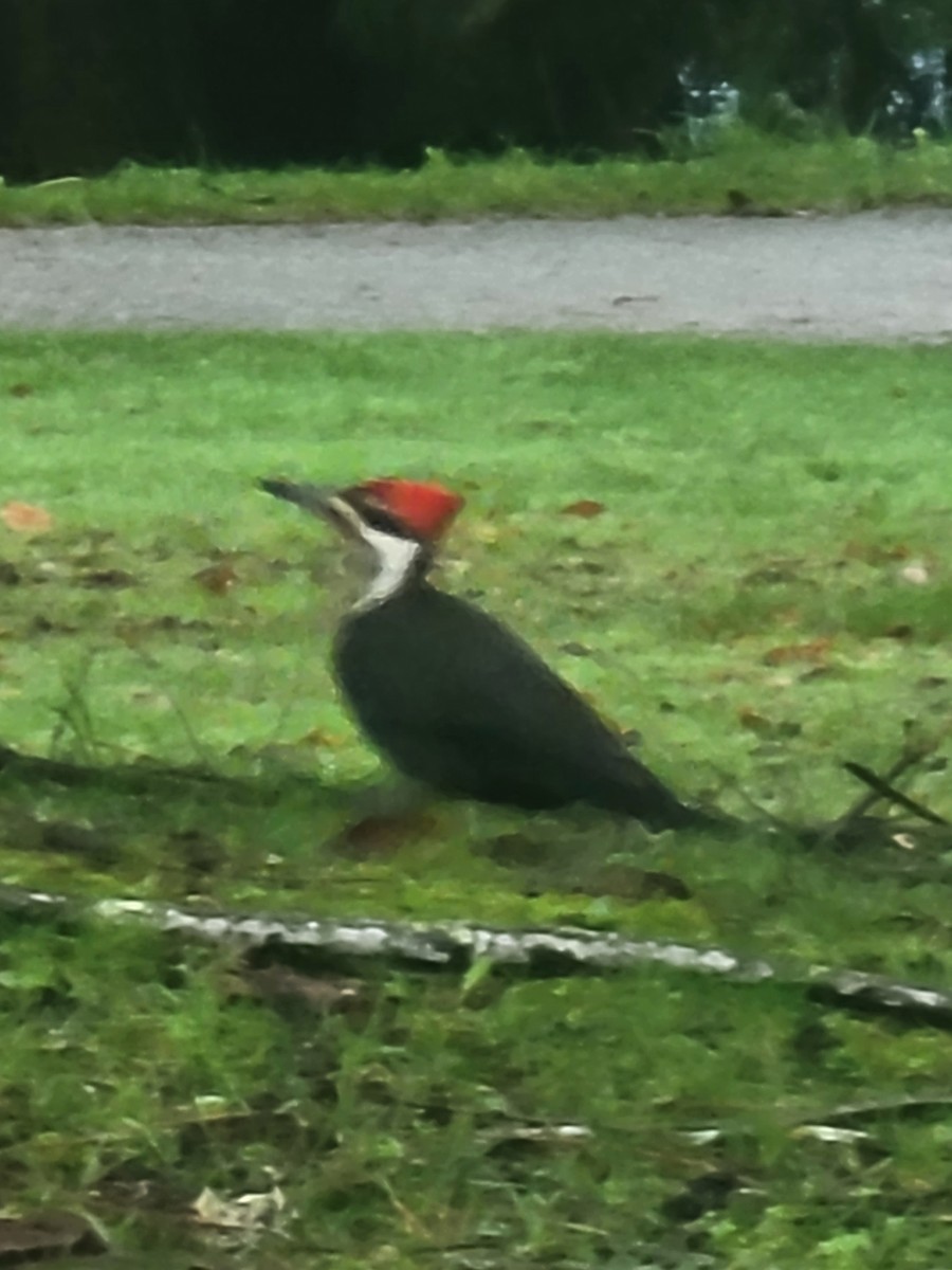 Pileated Woodpecker - Evelyn Huang