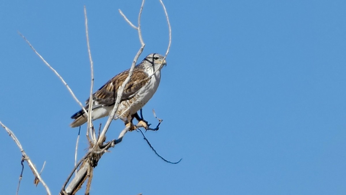 Ferruginous Hawk - ML612860355