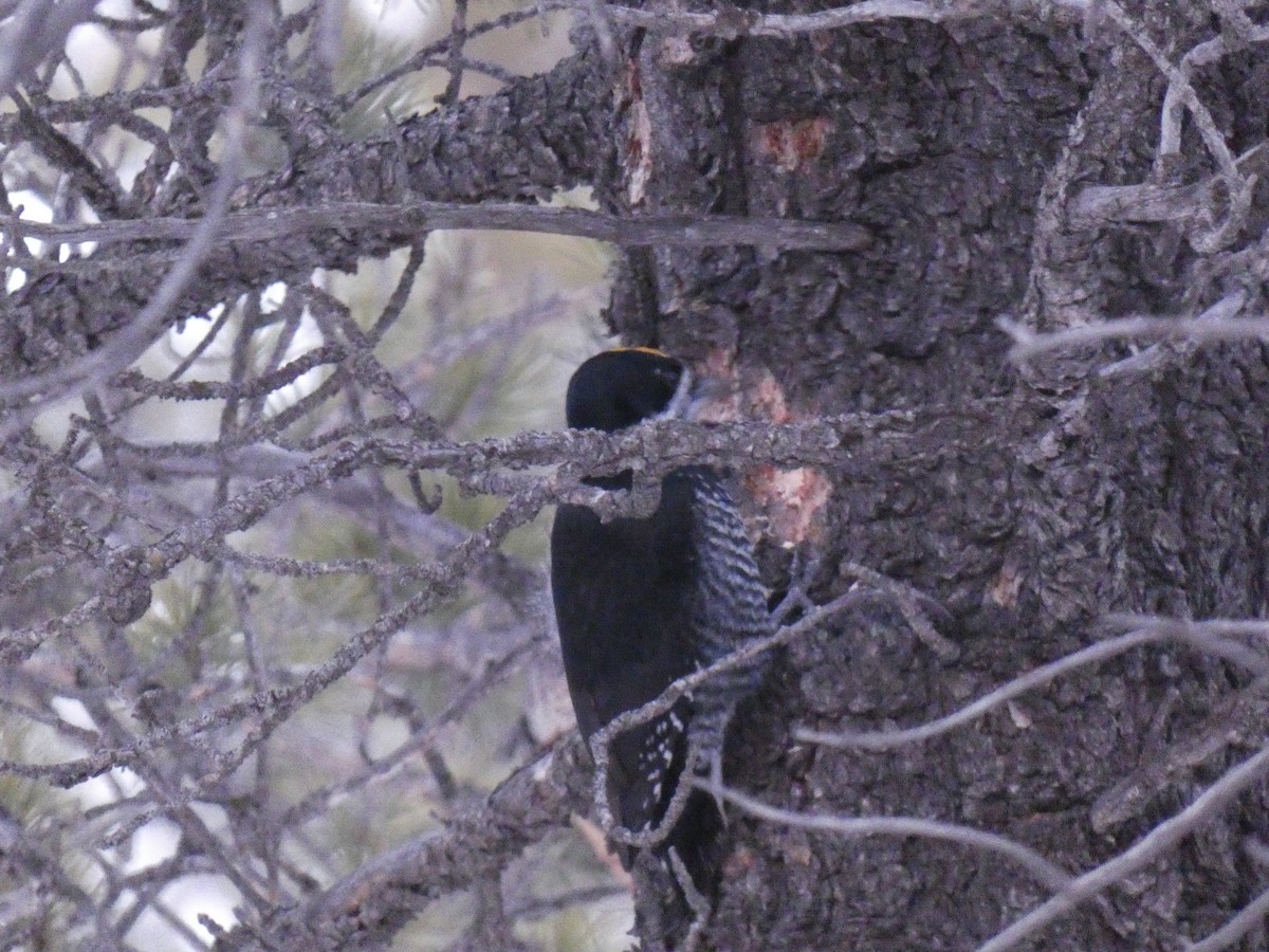 Black-backed Woodpecker - ML612860428