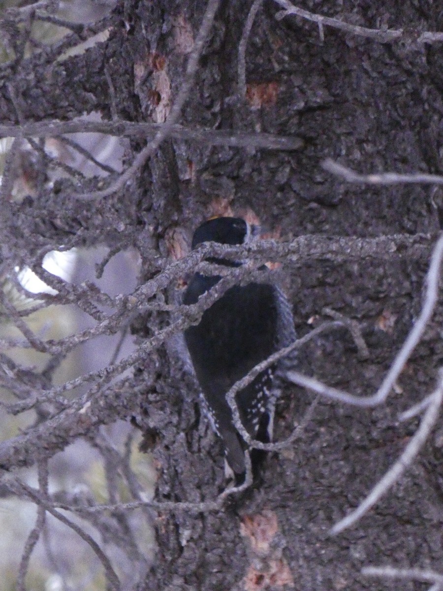 Black-backed Woodpecker - ML612860429