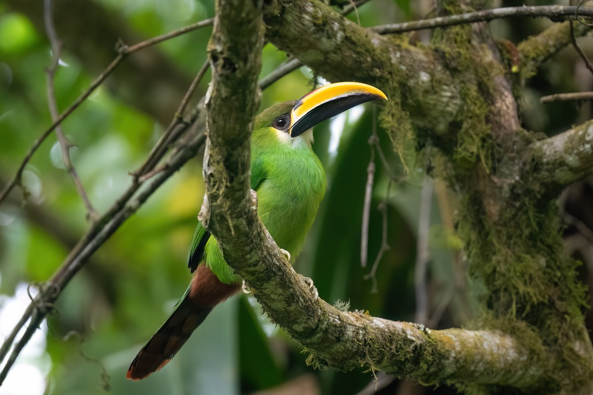 Northern Emerald-Toucanet - Adam Jackson