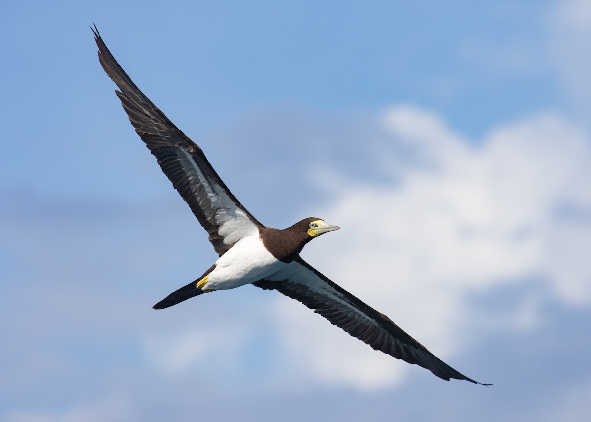 Brown Booby - Steve Schnoll